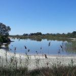 Vogels spotten in het natuurpark Albufera